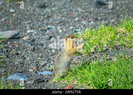 Arktisches Erdhörnchen (Citellus parryi) in Kamchatka lebt es auf vulkanischen Umwälzungen auf vulkanischen Schlackenfeldern. Es ernährt sich von Gras und Samen. Russland Stockfoto