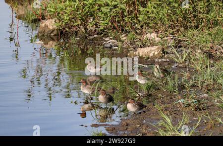 Wunderschöne Vögel auf dem Nil in Assuan, Ägypten Stockfoto