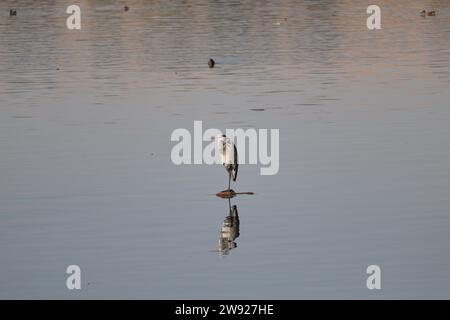 Wunderschöne Vögel auf dem Nil in Assuan, Ägypten Stockfoto