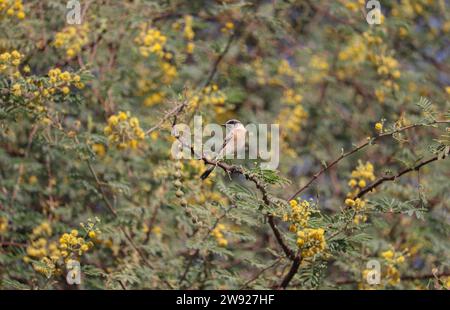 Schöner kleiner Vogel (Steinechat) auf Baum mit grünem Hintergrund Stockfoto