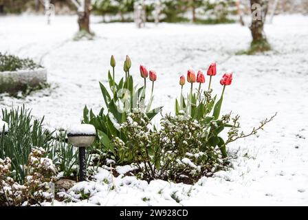 Schneebedeckende Tulpenblüten im Blumenbeet im späten Frühjahr im Garten. Stockfoto