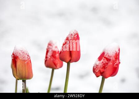 Schneebedeckende Tulpenblüten im Blumenbeet im späten Frühjahr im Garten. Stockfoto