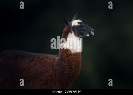 Lama (Lama glama) – südamerikanisches Kamelid Stockfoto