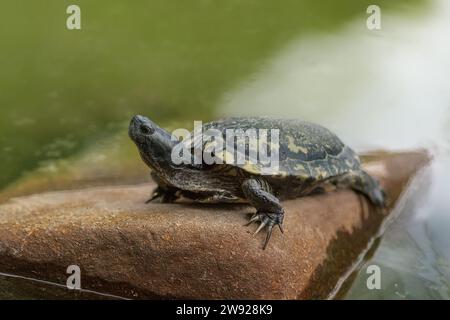 Gelbfleckige Flussschildkröte (Podocnemis unifilis) Stockfoto