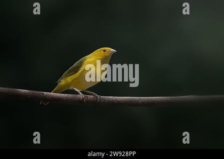 Männlicher Safranfinkenvogel (Sicalis flaveola) Stockfoto