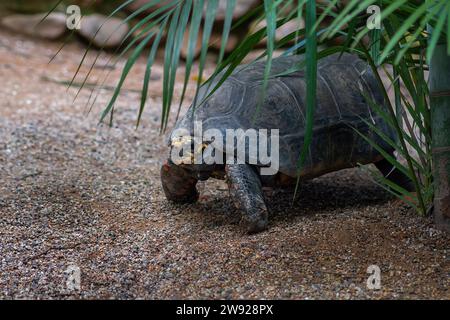 Gelbfußschildkröte (Chelonoidis denticulata) Stockfoto