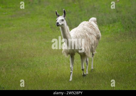 White Llama (Lama glama) – südamerikanisches Kamelid Stockfoto