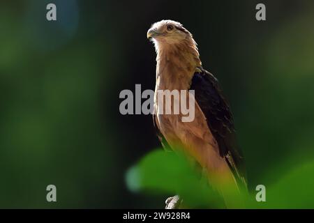 Gelbköpfige Caracara (Milvago chimachima) - Greifvogel Stockfoto