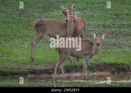 Gruppe weiblicher Rothirsche (Cervus elaphus) Stockfoto