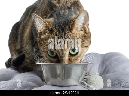 Schüchterne bengalische Katze mit grünen Augen isst Trockenfutter aus einer Metallschale. Gemischte Medien Stockfoto