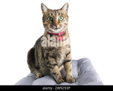 Die charmante Hauskatze aus bengalischen Zuchtsorten sitzt auf einem weichen Kissen und schaut in die Kamera. Gemischte Medien Stockfoto