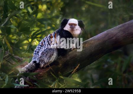 Weißköpfiger Marmoset-Affe (Callithrix geoffroyi) Stockfoto