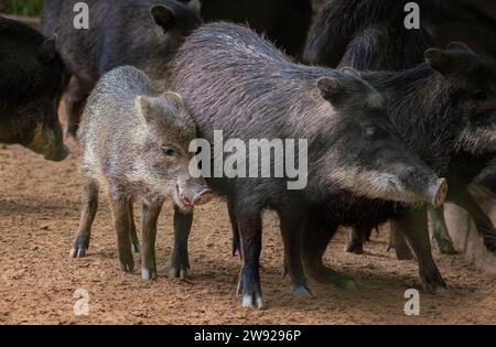 Junger Weißlippenkraut (Tayassu pecari) Stockfoto