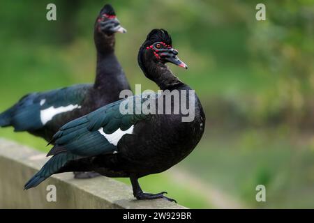 Wilde Moschusente (Cairina moschata) Stockfoto