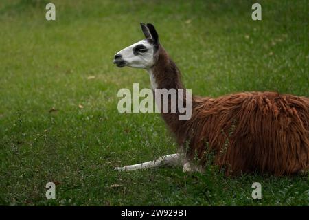 Lama (Lama glama) – südamerikanisches Kamelid Stockfoto