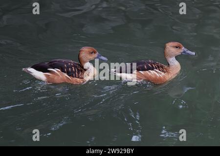 Fulvous Pfeifen Ente (Dendrocygna bicolor) Stockfoto