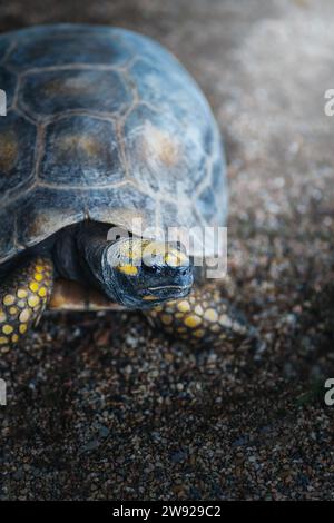 Gelbfußschildkröte (Chelonoidis denticulata) Stockfoto