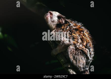 Weißköpfiger Marmoset-Affe (Callithrix geoffroyi) Stockfoto