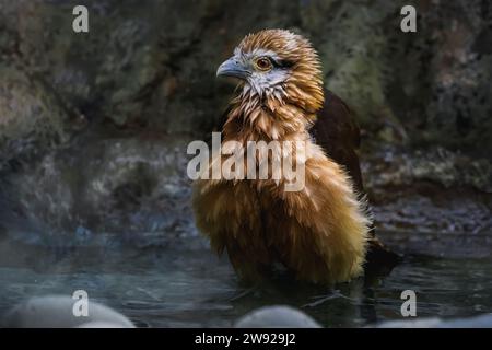 Baden mit gelbköpfigem Caracara (Milvago chimachima) Stockfoto
