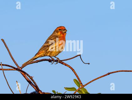 Ein Hausfinke (Haemorhous mexicanus), der auf einem Ast thront. Kalifornien, USA. Stockfoto