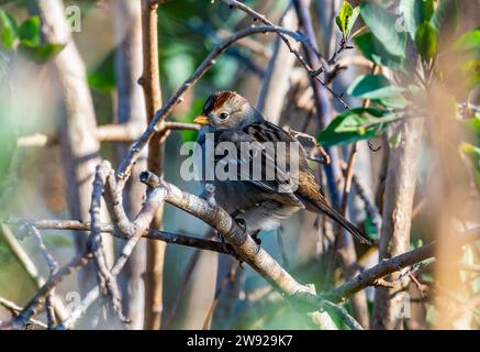 Ein weißgekrönter Sperling (Zonotrichia leucophrys), der auf einem Ast thront. Kalifornien, USA. Stockfoto