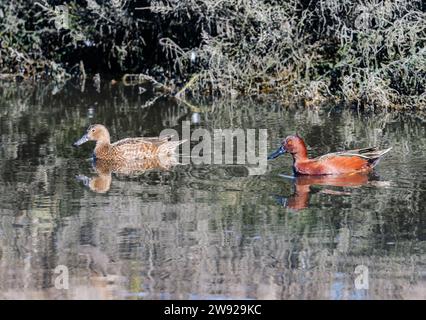 Ein Paar Zimtgrün (Spatula cyanoptera) schwimmen im Wasser. Kalifornien, USA. Stockfoto