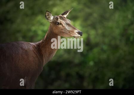 Weibliche Rothirsch (Cervus Elaphus) Stockfoto