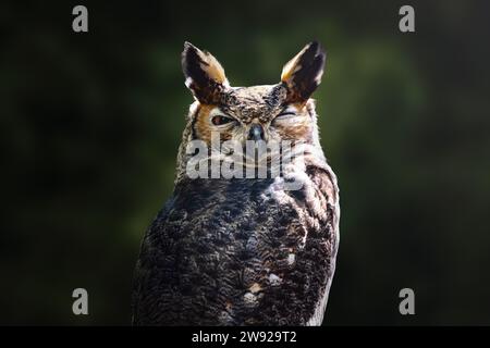 Südamerikanische Großhorneule (Bubo virginianus nacurutu) - Nachtvogel Stockfoto