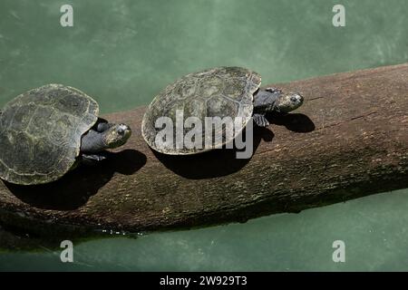 Gelbfleckige Flussschildkröte (Podocnemis unifilis) Stockfoto