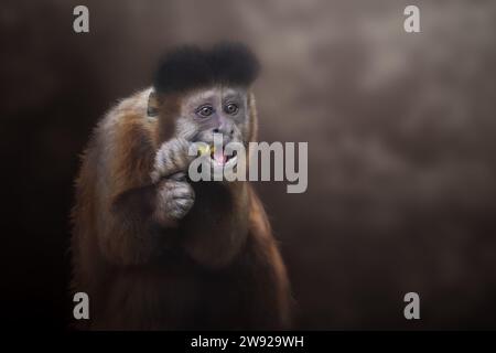 Schwarzer Kapuzineraffe essen (Sapajus nigritus) Stockfoto