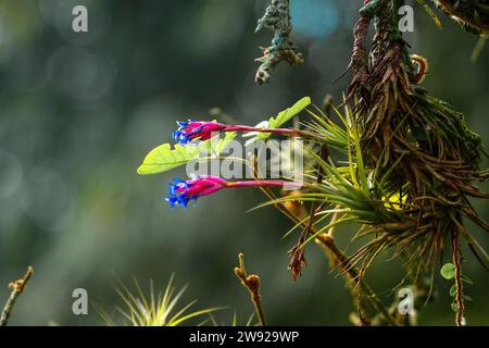 Tillandsia aeranthos Blume Stockfoto