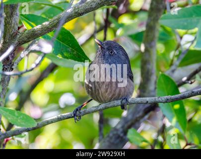 Ein Wrentit (Chamaea fasciata), der auf einem Ast thront. Kalifornien, USA. Stockfoto