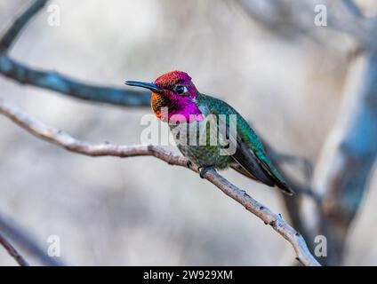 Ein männlicher Anna-Kolibri (Calypte anna) mit schillernden roten Kopffedern. Kalifornien, USA. Stockfoto