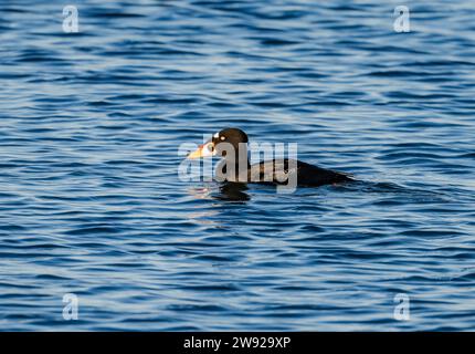 Ein männlicher Surf Scoter (Melanitta perspicillata), der im Wasser schwimmt. Kalifornien, USA. Stockfoto