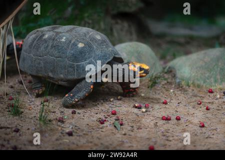 Gelbfußschildkröte (Chelonoidis denticulata) Stockfoto