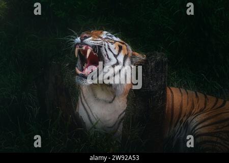 Sibirischer Tiger mit seinen Zähnen (Panthera tigris tigris) Stockfoto