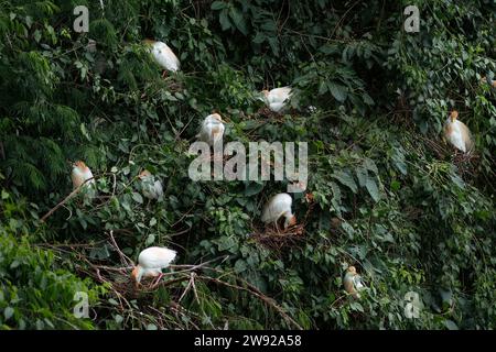 Rinderreiher (Bubulcus ibis) mit Zuchtgefieder Stockfoto