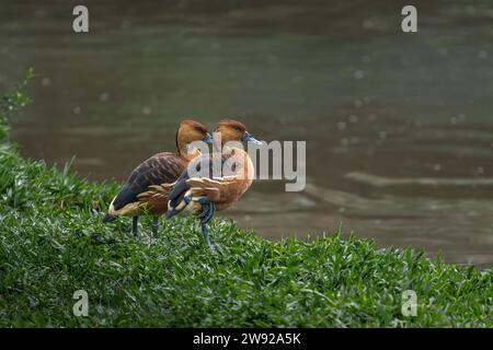 Fulvous Pfeifen Ente (Dendrocygna bicolor) Stockfoto