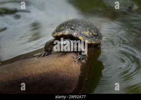 Gelbfleckige Flussschildkröte (Podocnemis unifilis) Stockfoto