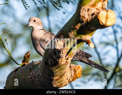 Eine eurasische Taube (Streptopelia Decocto), die in der Wüste Südkaliforniens, USA, beheimatet wurde. Stockfoto