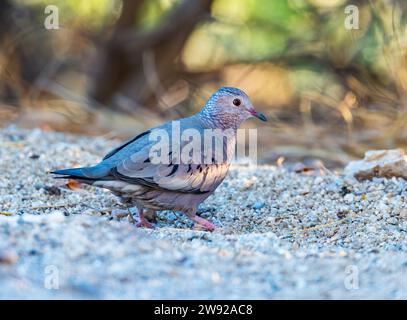 Eine Common Ground Taube (Columbina passerina) auf der Suche nach Nahrungsmitteln. Kalifornien, USA. Stockfoto