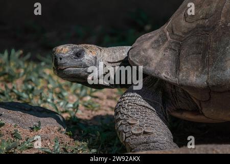 Gelbfußschildkröte (Chelonoidis denticulata) Stockfoto