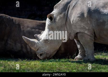 Wunderschönes weißes Rhinozeros (Ceratotherium simum) Stockfoto