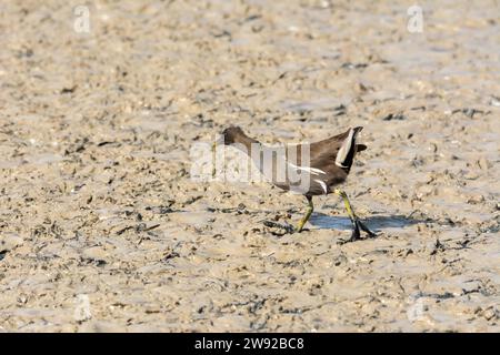 Europäische oder Common Rail (Rallus aquaticus) in der albufera, Mallorca See, auf der Suche nach kleinen Krebstieren zum Essen Stockfoto