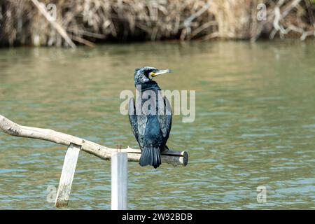 Großer Kormoran, auf Barsch, der in der Sonne trocknet, im See der albufera von mallorca Stockfoto