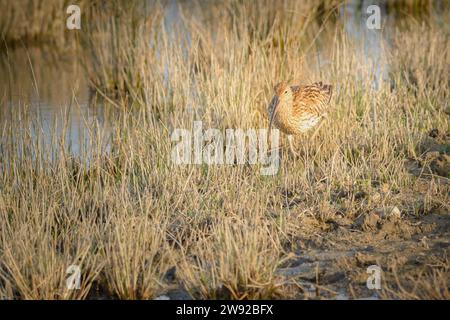 Eurasischer Brachvogel (Numenius arquata) Watgebiet auf der Suche nach Nahrung im Naturpark von mallorca spanien Stockfoto