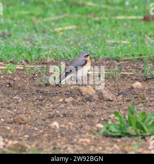 Der nördliche Weizenvogel (Oenanthe oenanthe) auf einem Dunghaufen während der Frühjahrswanderung Stockfoto