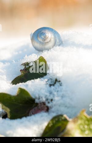 Im Schnee liegt eine verlassene Schneckenschale einer Schnecke (Helix pomatia) mit silberfarbener Farbe, schneebedeckte Efeublätter, gemeiner Efeu (Hedera helix) Stockfoto