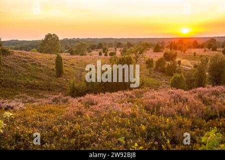 Sonnenuntergang über einer Heidelandschaft mit einem leuchtend orangen Himmel, gewöhnlichem wacholder (Juniperus communis) oder heidewacholder, blühender Heidekraut oder gemeiner Heidekraut Stockfoto