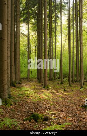 Sonnenstrahlen fallen in Mischwald auf Waldboden mit alter Laubschicht, jungen Buchensetzlingen und Moos, vorne schlank, hohe Stämme von A Stockfoto